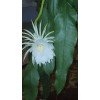 exotic 4 CLIPPINGS-Epiphyllum oxipetalum 'Queen of the Night' - 8"