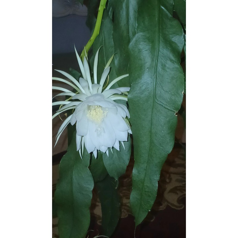 exotic 4 CLIPPINGS-Epiphyllum oxipetalum 'Queen of the Night' - 8"
