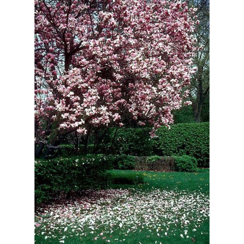 Tree Saucer Magnolia Tree/Shrub - 6-12" Tall - Live Plant