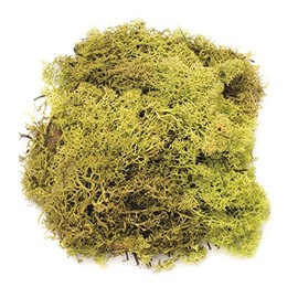 Glorex 6 3803 605 Iceland Moss, 50 g, Light Green, for Crafts, Decorating, Model and Nativity Scene Making