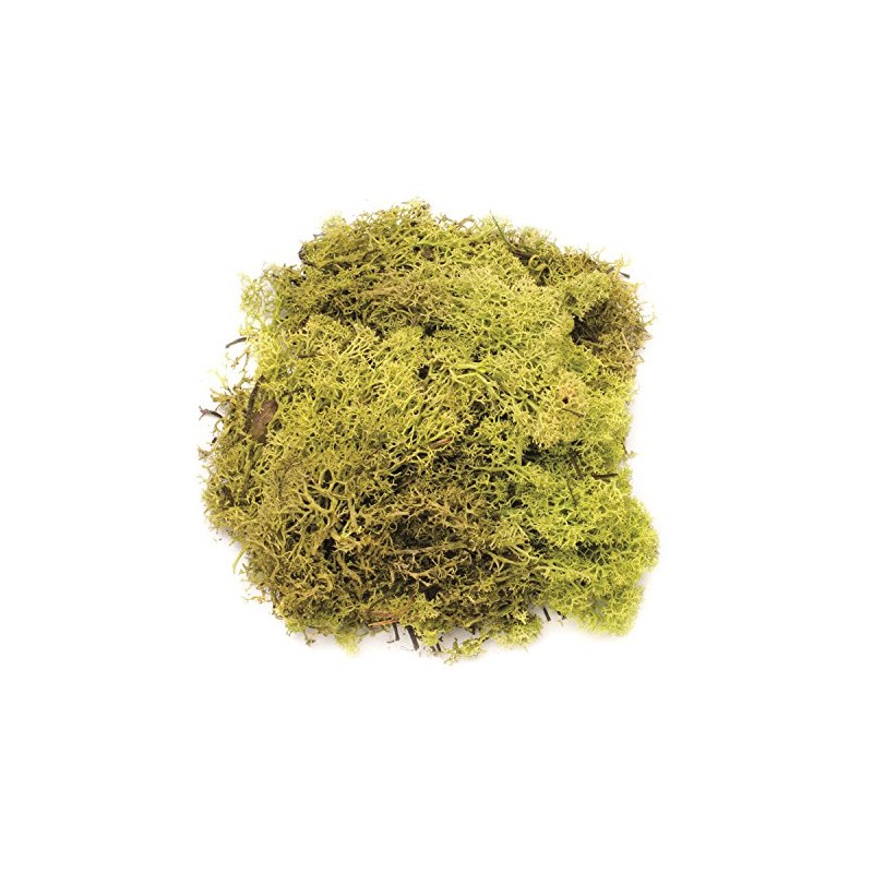 Glorex 6 3803 605 Iceland Moss, 50 g, Light Green,