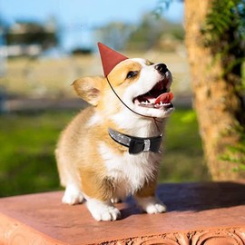 Rhinestone Bowtie Dog Collar for Girls Boys,Cute Dazzling Sparkling Soft Suede Leather Pretty Bling Cat Collars Crystal Diamond Pet for Small Medium Large Puppy Kitty Female Male