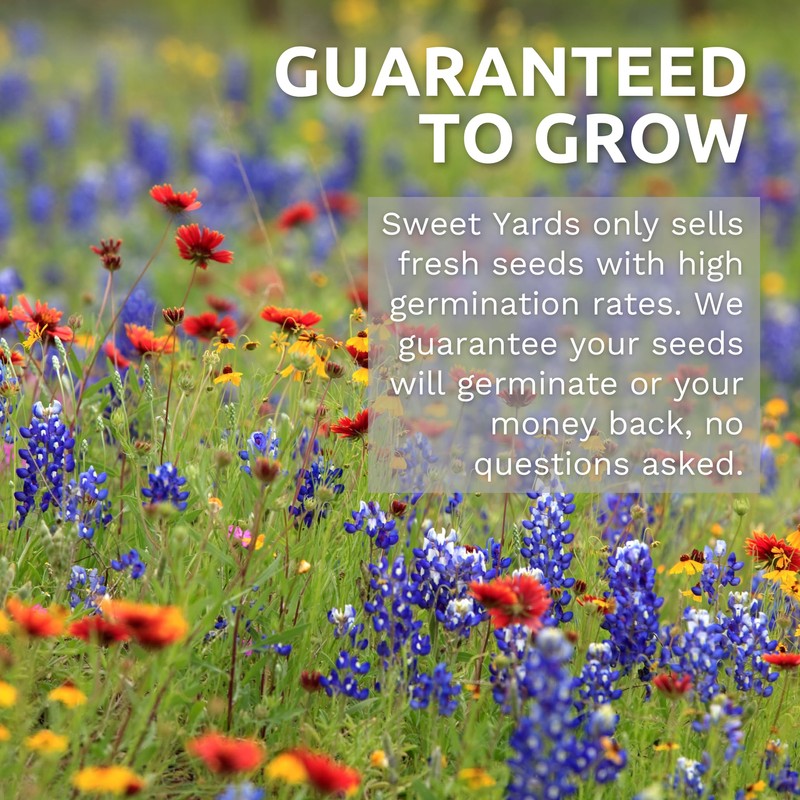 Yarrow White - Large 1,000mg Envelope - 6,000 Flower Seeds