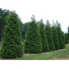 Unbranded 25 Green Giant trees 2.5" pot Arborvitae Thuja plicata