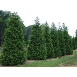 Unbranded 25 Green Giant trees  2.5" pot Arborvitae Thuja plicata