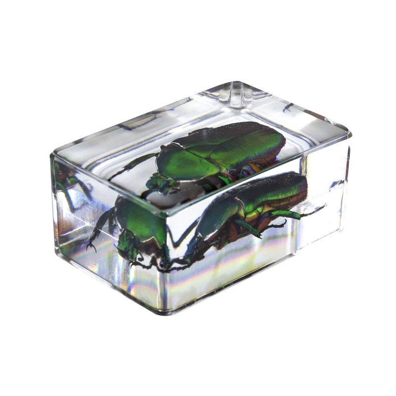 Prepared Slides - 25 Piece Box