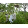 Mama Buci Top Bar Hive Zambian Pure Honey Ethically Produced