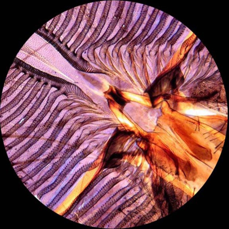 AmScope PS100E 100 Homeschool Biology Prepared Microscope Slides - Set