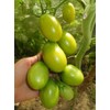 Seeds4planting - Seeds Tomato Emerald Pear Green Indeterminate Vegetable Heirloom