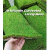 Fresh Live Moss Variety Pack - Ideal for DIY Terrariums,