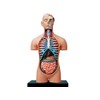 4D Vision Deluxe Human Anatomy Torso Model