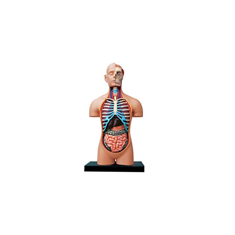 4D Vision Deluxe Human Anatomy Torso Model