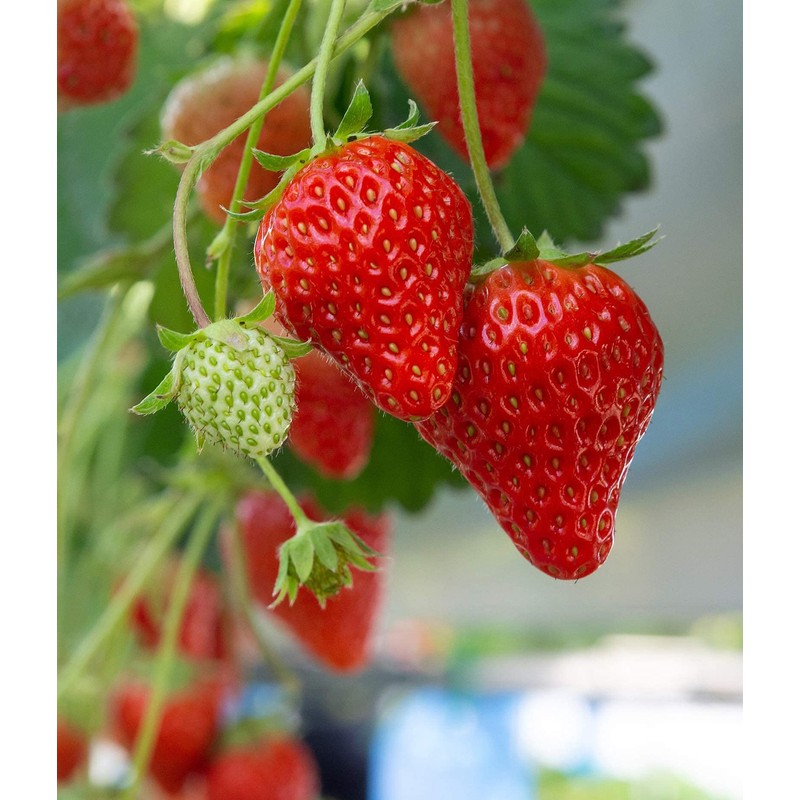 Strawberry Albion Bare Root Plants 25 Count - Day Neutral