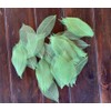 100 Pcs 4-5 Inch Skeleton Leaves Rubber Tree Natural Scrapbooking