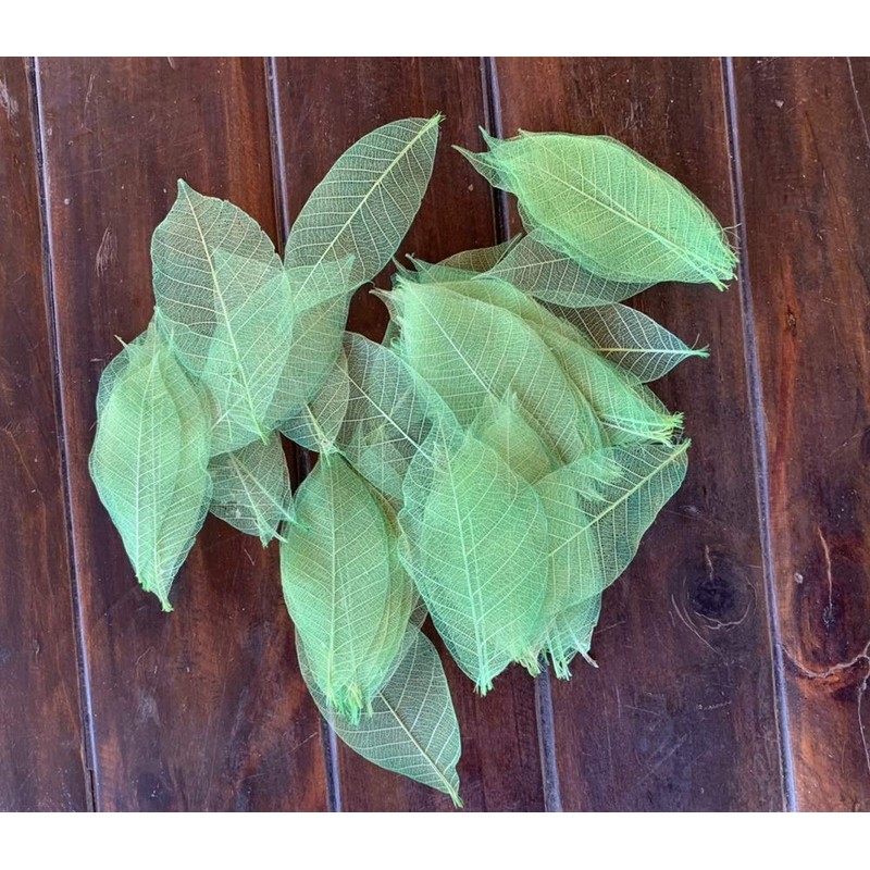 100 Pcs 4-5 Inch Skeleton Leaves Rubber Tree Natural Scrapbooking