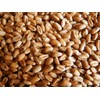 Organic Wheatgrass Seed - Certified Organic Hard Red Wheat by