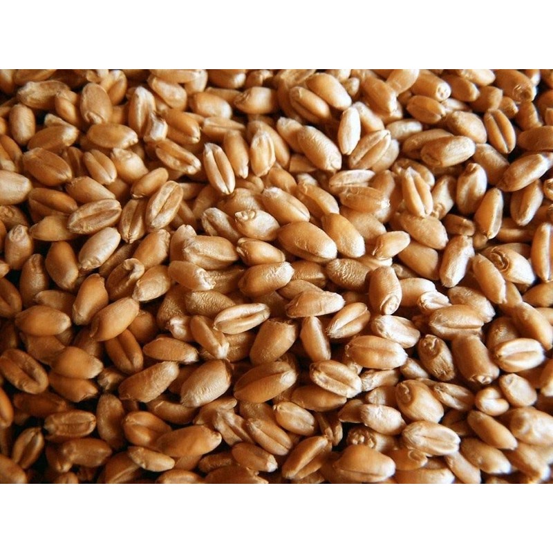 Organic Wheatgrass Seed - Certified Organic Hard Red Wheat by
