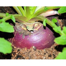 Instant Latch 250 Rutabaga Seeds | Laurentian | Non-GMO | Heirloom | Fresh Garden Seeds
