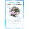 ascheella Morning Serum, Niacinamide Trapeza Extract, Glutathione, Whitening, Cosmetics, 1.0