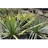 20 SEEDS Banana yucca - DROUGHT TOLERANT,Edible Fruits,Yucca baccata !