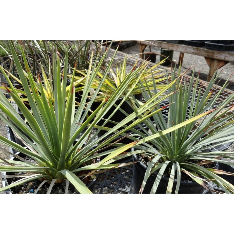 20 SEEDS Banana yucca - DROUGHT TOLERANT,Edible Fruits,Yucca baccata !