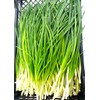 Bunching Green Onion Seeds Scallions About 300 Non-GMO Seeds for