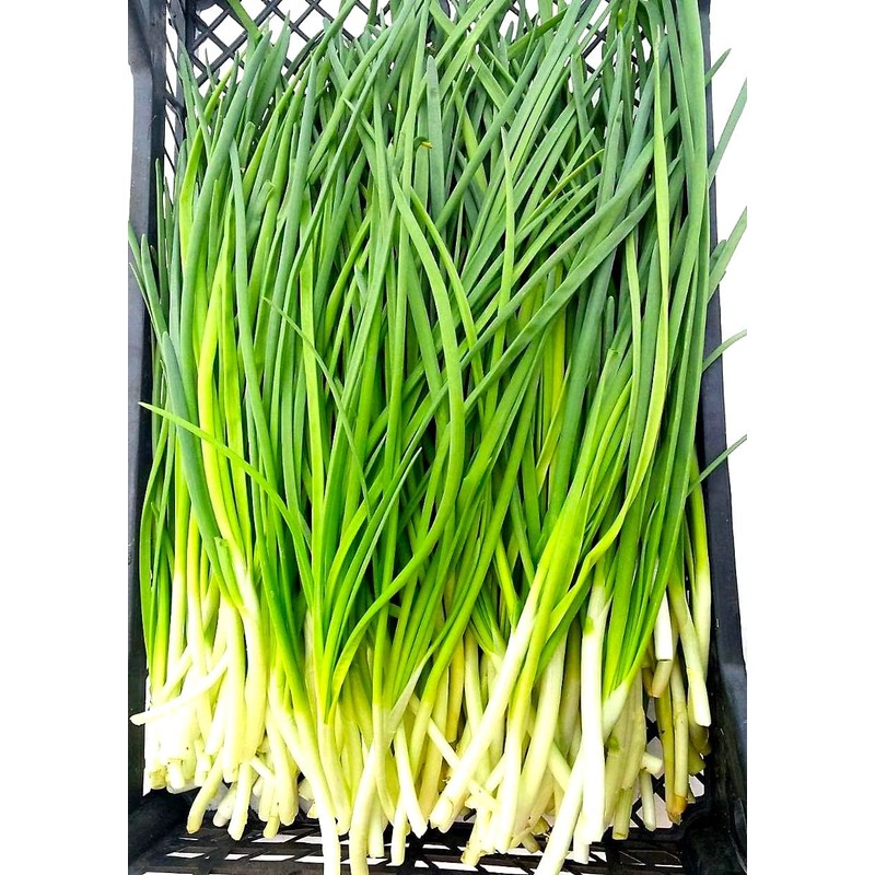 Bunching Green Onion Seeds Scallions About 300 Non-GMO Seeds for