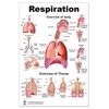 Respiration Lp Poster, Lung, Size 24wx36t