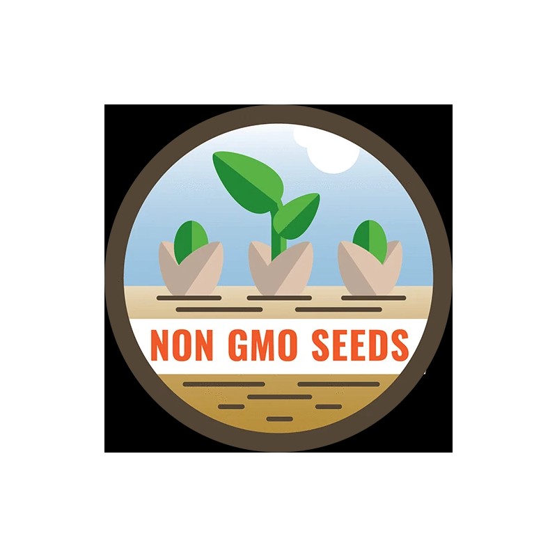 HSC Peaches & Cream SWEET Corn Seeds | Non-GMO |