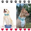 Unique style paws Dog Collar with Bow Tie Blue Heart