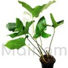 (Mature Potted) 12+ Inch Anubias Heterophylla Freshwater Live Aquarium Plants