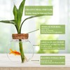 Small Betta Fish Tank Glass Fish Bowls for Betta Fish
