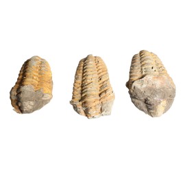 Real Trilobite Fossil Over 520 Million Years Old - Dey Designs Certificate of Authenticity