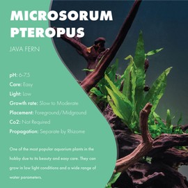 SubstrateSource Java Fern Live Aquarium Plants - Potted Freshwater Plant for Fish Tanks - Beginner Friendly, Low Light (Philippine, 1 Pot)