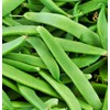 Romano Italian Green Bush Bean Premium Seeds for Planting Packet