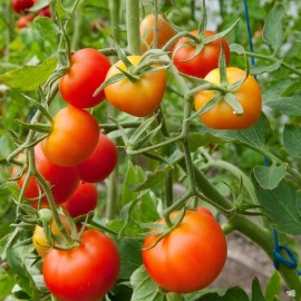 Southeast Seeds Stupice Tomato Seeds, Cold Tolerant Early Tomato, NON-GMO, Heirloom, FREE SHIP - 125 Seeds