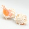MaxJam SET OF 2 Real Seashell Rose Murex Conch Shell