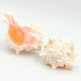 MaxJam SET OF 2 Real Seashell Rose Murex Conch Shell 8cm long Sea Snail Sea Shell