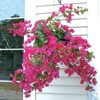 Barbara Karst Bougainvillea Live Plant 5” Tall in A 2.5”