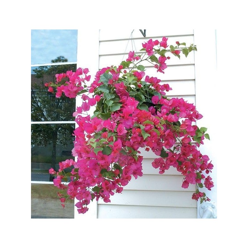 Barbara Karst Bougainvillea Live Plant 5” Tall in A 2.5”