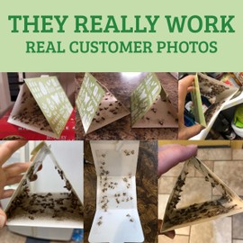 Professor Killamoth Superior Pantry Moth Traps 6-Pack with Pheromones Prime | No Insecticides | Safe, Non-Toxic and Child and Pet Friendly Pantry Protection | Superior Attractant