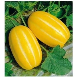 Carolina Tropical Korean Musk Melon Seeds Gold Chilosan Melon Rare 25 Seeds