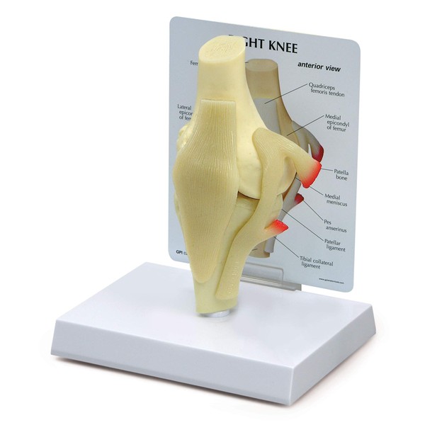 GPI Anatomicals - Basic Knee Model, Replica of Right Knee Joint for Human Anatomy and Physiology Education, Anatomy Model for Doctor's Offices and Classrooms, Medical Study Supplies