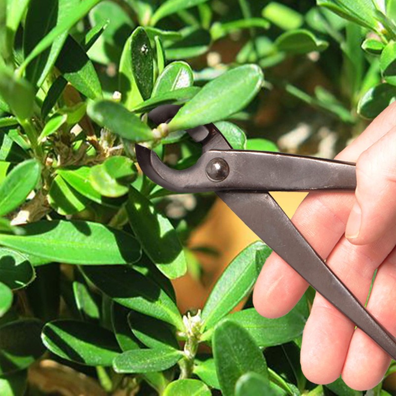 BambooMN Bonsai Basics Set - 8" Concave Cutter, 7" Heavy