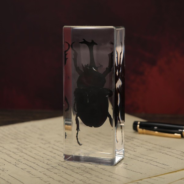 Taxidermy Rhinoceros Beetle Insect in Resin, 4.3 x 1.7 x
