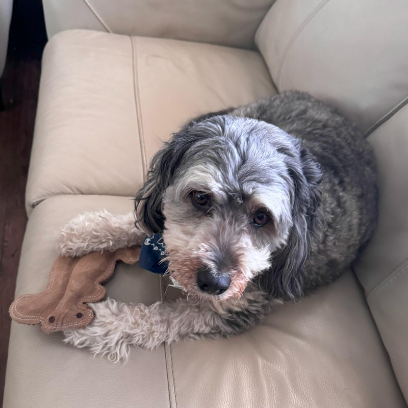 SPOT Dura-Fused Leather Squirrel Dog Toy – Real Leather &