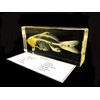 Real Fish Skeleton Specimen in Acrylic Block Paperweights Science Classroom