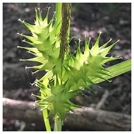 Everwilde Farms - 1 Oz Common Hop Sedge Native Grass Seeds - Gold Vault