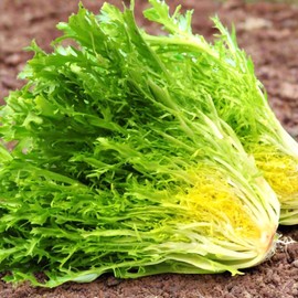 TomorrowSeeds - Frisee Endive Seeds - 500+ Count - For 2025 Planting Yellow Green Chicory Curly Leaf French Bitter Leafy Salad Greens Radicchio Heirloom Vegetable Grow Your Own Home Farm Patio Healthy