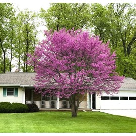 Eastern Redbud Tree, Spring Flowering Ornamental, Vibrant Pink Blooms, Landscape Garden Plant (1 Gallon/Potted/Single Plant)